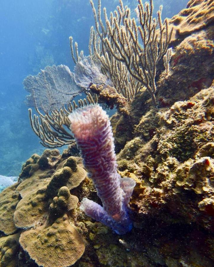 Victoria S Beach House And Snorkeling Center Flowers Bay Екстериор снимка